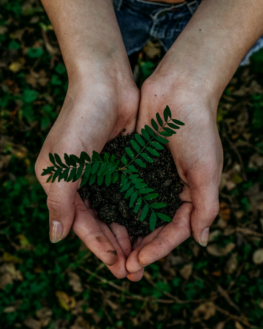 Hands cradling a young tree seedling — one planted for every UKEL subscription